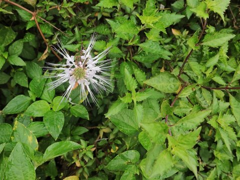 Cat's whiskers flower (Orthosiphon Aristatus) blooming in the garden. This medicinal plant is well-known in southeast asia for herbal medicine 