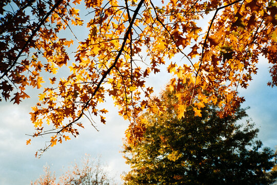 Backlit fall leaves
