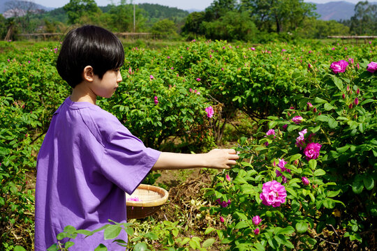 Chinese boy picks flowers in a flower field