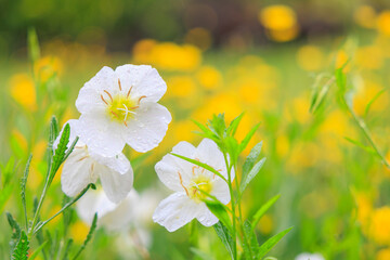 White Evening Primrose Flower Blooming in Nature