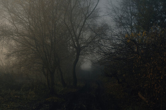 Into the Fog: A Forest Path in Silence