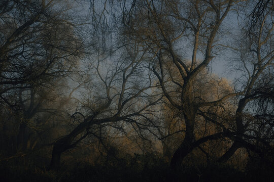 Twilight Tangle: Mist and Branches