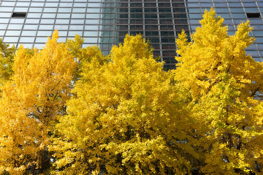 Golden yellow tree and Modern Architecture