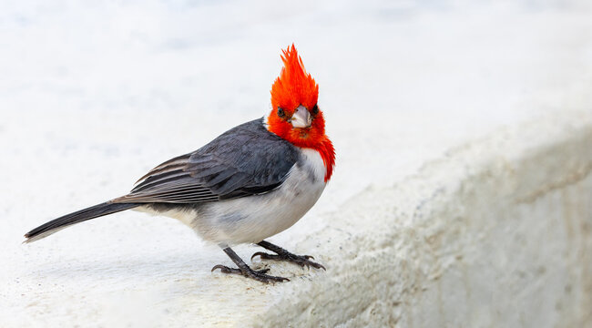 Northern cardinal bird in Hawaii. The animal is a male with a vibrant red bill.