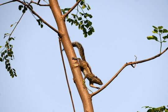  Indian palm squirrel (Funambulus palmarum) moving on a tree