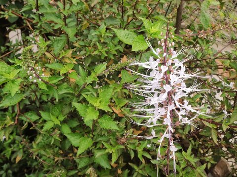Cat's whiskers flower (Orthosiphon Aristatus) blooming in the garden. This medicinal plant is well-known in southeast asia for herbal medicine 