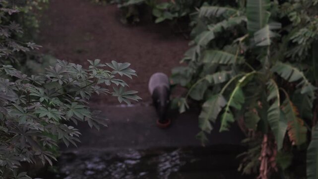 Malaysia Tapir in National Zoo Leipzig Germany