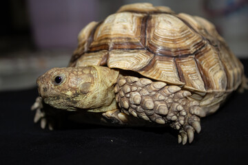 Obraz premium Close-up Portrait of African Spurred Tortoise Head and Shell Isolated on Black