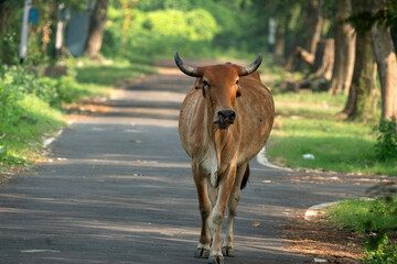 zebu or indicine cattle, identifiable by its prominent hump and dewlap