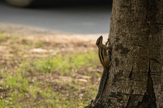  Indian palm squirrel (Funambulus palmarum) moving on a tree