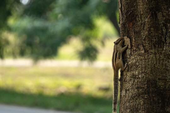  Indian palm squirrel (Funambulus palmarum) moving on a tree