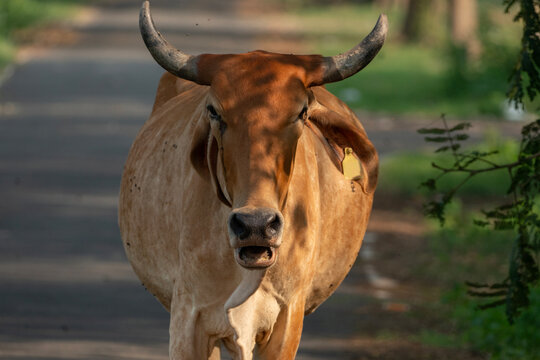 zebu or indicine cattle, identifiable by its prominent hump and dewlap