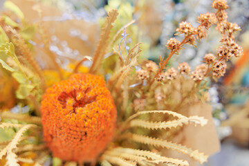 Orange Banksia Ashbyi Flower Native to Australia