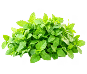 Fresh spearmint leaves are arranged in a large pile on transparent background