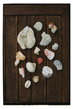 Natural Treasures Found on a Sandy Beach Inspire Creative Display