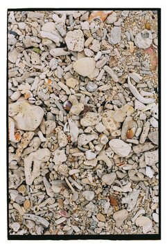 Nature's Mosaic of Seashells and Coral on a Sandy Beach