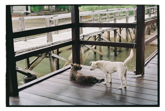 Two Curious Dogs Explore a Wooden Pier on a Rainy Day