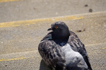 Obraz premium Close up of a common pigeon resting on sunlit concrete stairs