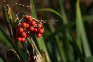 Clusters of Bright Red Berries Against Green Grass