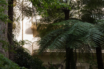 Lush Green Forest with Architectural Elements in Melbourne Australia