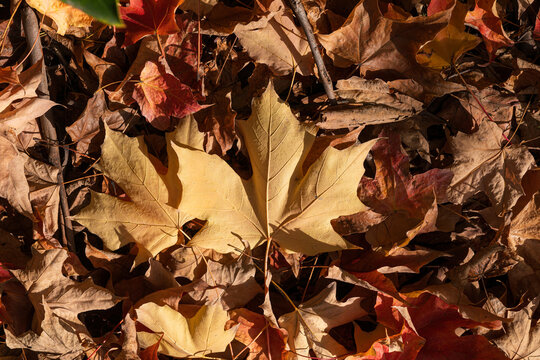 Single Yellow Leaf Among Autumn Leaves on Ground