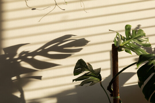Shadow Play of Monstera Leaves on a Soft Wall Surface