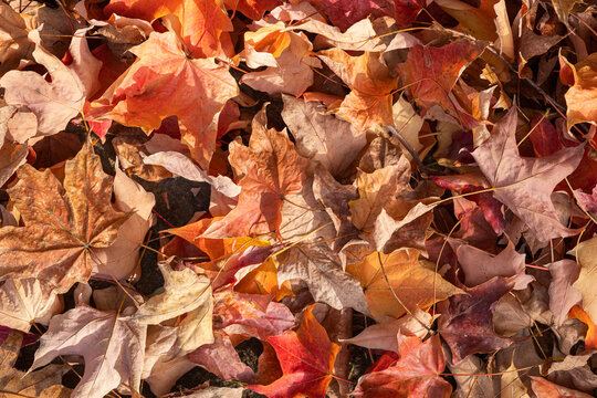 Colorful Fall Leaves on the Ground in Autumn Sunshine