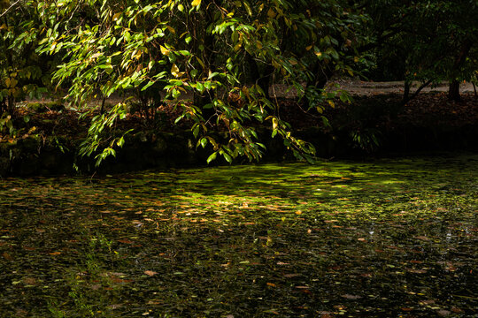 Close-up view of leaves floating on tranquil water
