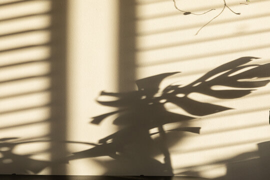 Shadows of monstera plant Leaves on a Light Wall Surface