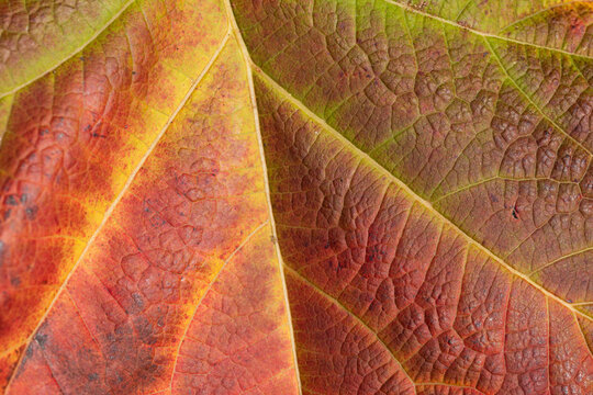 Close-up of a leaf Showing Autumn's Rich Hues
