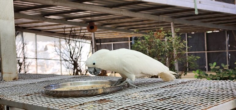 The white cockatoo (Cacatua alba), also known as the umbrella cockatoo, is a medium-sized all-white cockatoo in a zoo
