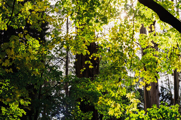 Film photo of Sunlight Filtering Through Autumn Leaves