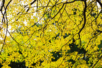 Film photo of Golden Autumn Leaves in Victoria Australia