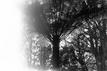Accident developing image of a Tall Tree in the forest