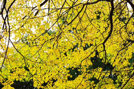 Film photo of Golden Autumn Leaves in Victoria Australia