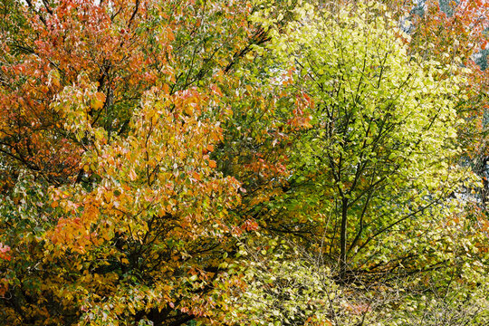 Film photo of Autumn Trees in Victoria Australia