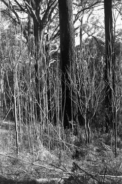 Bare Limbs Amongst Towering Trees in the Forest of Victoria Australia