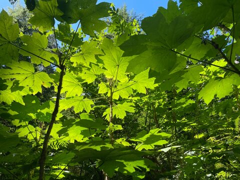 Low angle view of forest canopy and Devil's club leaves