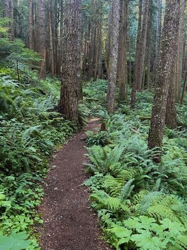 Hiking trail through temperate forest