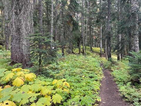 Hiking trail through temperate forest in Fall