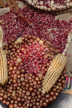 Colorful corn varieties displayed on textured material