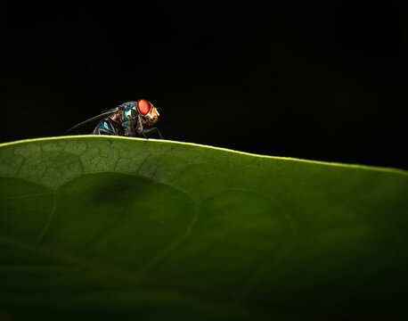 The&nbsp;Green bottle fly or Lucilia sericata, is&nbsp;a metallic, medium-sized blowfly known for its brilliant blue-green or golden-green coloration.