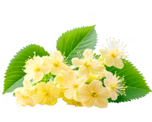 Linder flower cluster presents delicate yellow blossoms and verdant leaves on transparent background