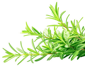 Fototapeta premium Fresh green rosemary herb sprigs are displayed on transparent background for design uses