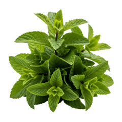 Fresh mint leaves bunch on white background