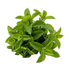 Fresh mint leaves on white background