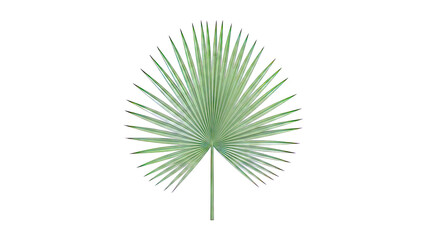 Fototapeta premium Green Palm Leaf
