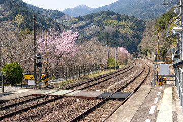 Crossing path on countryside railway track with pink sakura tree and mountain background