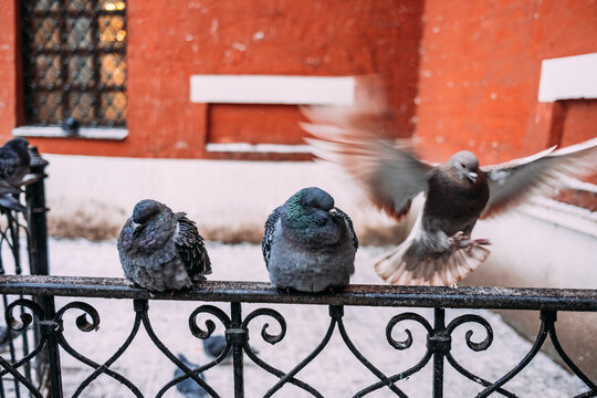 Pigeons on a winter fence in the city