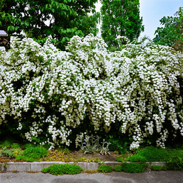Flowers blooming by the curbside on a summer day
